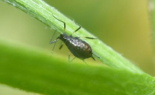 Uroleucon jaceae